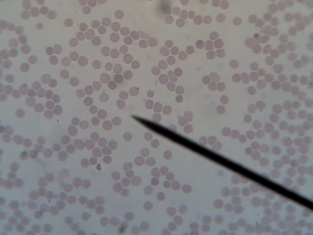 Cell Images | The Biology Corner pv diagram creator 