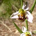bee orchid