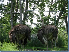 0268 Alberta Calgary - Calgary Zoo Destination Africa - African Savannah - Ostrich