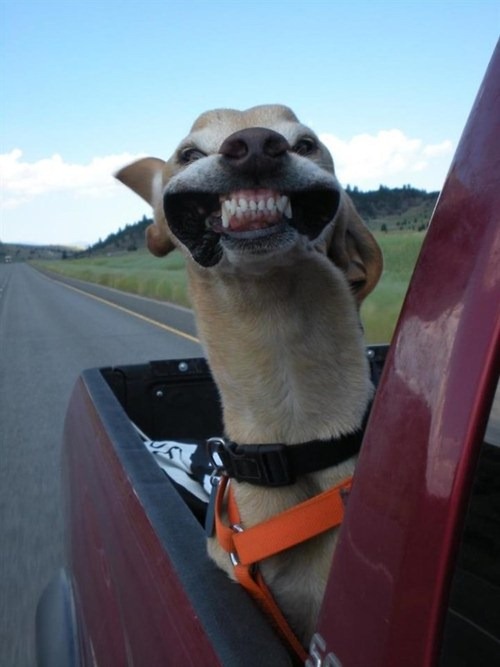 [dog%2520humor%255B3%255D.jpg]