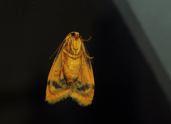 Arctiidae : Lithosiinae : Heliosia jucunda WALKER, 1854. (face ventrale). Umina Beach (New South Wales, Australie), 22 mars 2011. Photo : Barbara Kedzierski