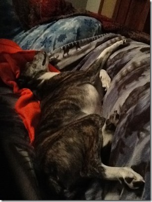 buddy3 buddy3