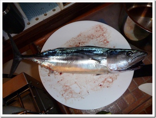 Pacific Bonito (wee)