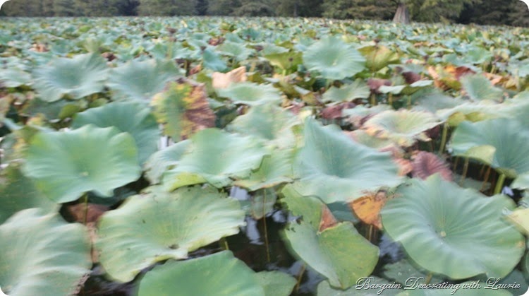 LILLY PADS 1