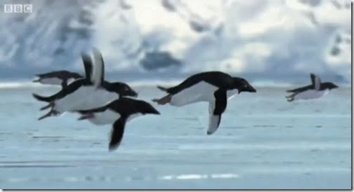 2008penguins 2008penguins