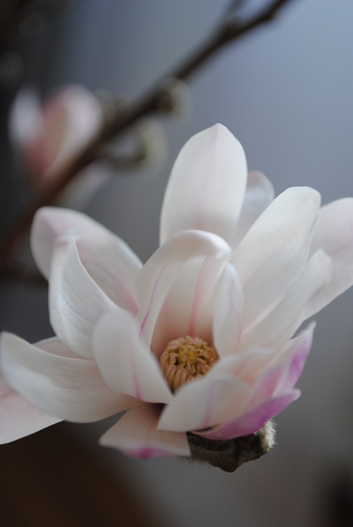 [magnolia%2520dec.2011%2520012%255B7%255D.jpg]