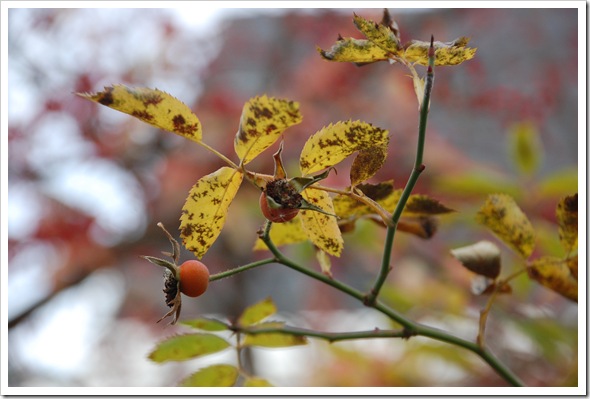 yellow rosehip