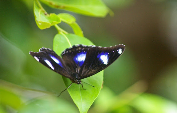 Hypolimnas bolina bolina LINNAEUS, 1758. Pulau Mantanani, 29 juillet 2011. Photo : J.-M. Gayman