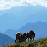 2010-07-31 Cavalese