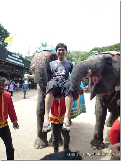 泰國東芭樂園-象鼻舉起力仁