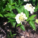 Bumble bee