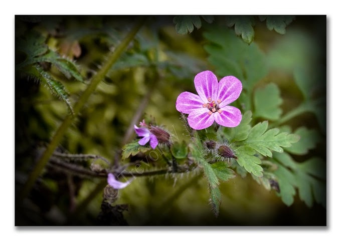 Spring 13  Com Stork's-bill