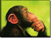 monos piensan blogdeimagenes (13)
