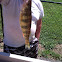 Yellow Perch