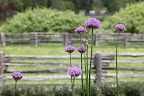 For example, the allium on the terrace are beginning to bloom away!