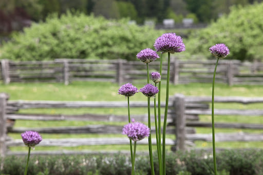 For example, the allium on the terrace are beginning to bloom away!