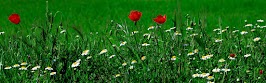 flower panoram_nebesnoe.info_32.jpg