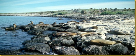 Foto Galapagos Leoni Marini 1