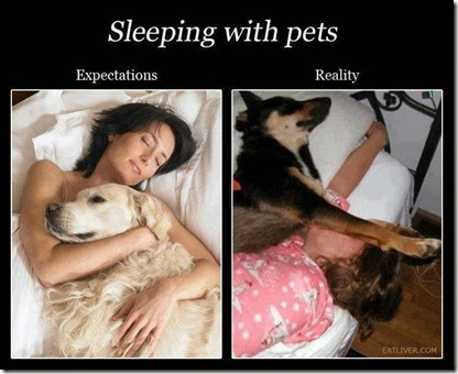 funny-pictures-auto-expectation-vs-reality-dogs-390670