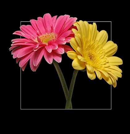 gerberas gerberas