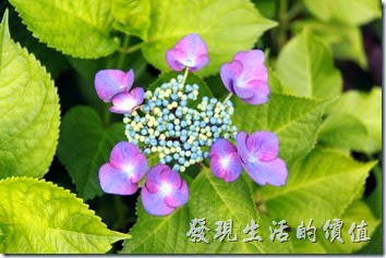 日本北九州-金鱗湖。每年的六月份事繡球花的花季，金鱗湖的路上有很多的繡球花栽種。