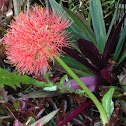 Fireball Lily