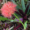 Fireball Lily