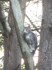 princess stuck in tree June 8 2013.2