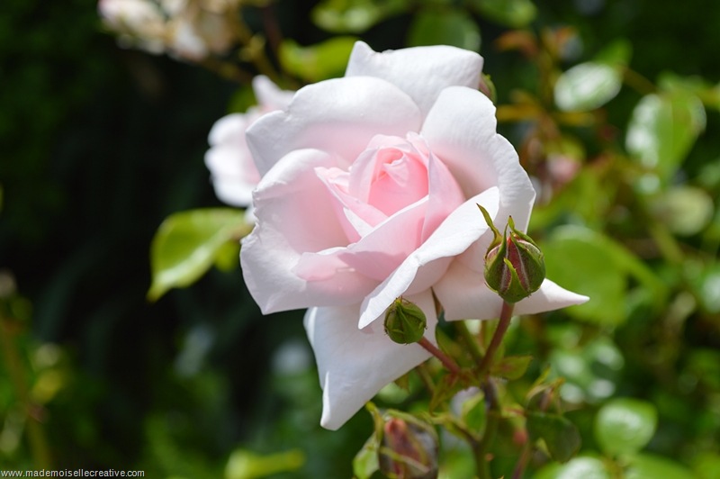 DSC_0023 DSC_0023
