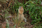 Kung-fu squirrel