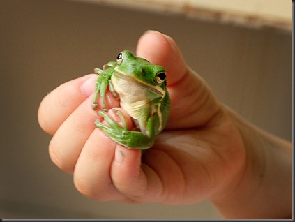 frog