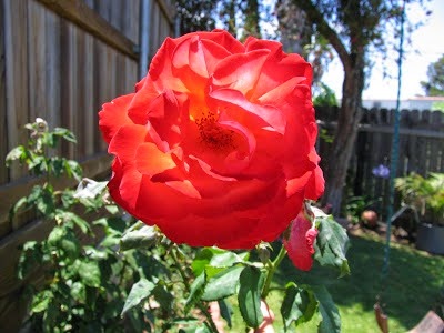 [Rosa%2520Polynesian%2520Sunset%255B3%255D.jpg]
