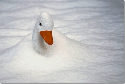 froid-canard