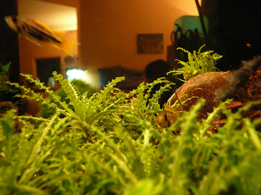 Lake+tanganyika+cichlids+list