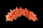 Thelenota rubralineata, Papua New Guinea