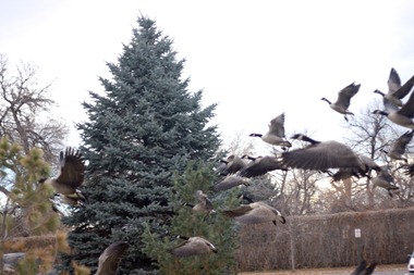 11.19.12 park geese