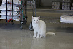 If your cat does become uremic, it's important to follow your vet's advice about medication and supplements.  Uremic cats lose a lot of vitamins when their kidneys stop filtering their waste properly.