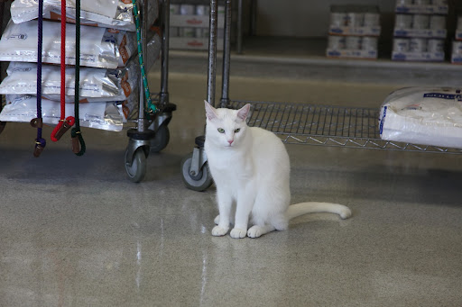 If your cat does become uremic, it's important to follow your vet's advice about medication and supplements.  Uremic cats lose a lot of vitamins when their kidneys stop filtering their waste properly.