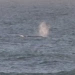 Whale spotted while eating dinner