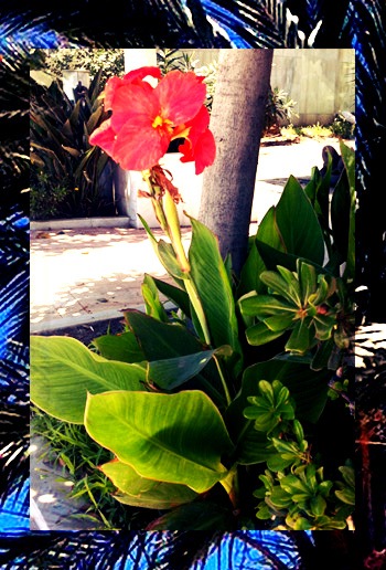 [Tropical]