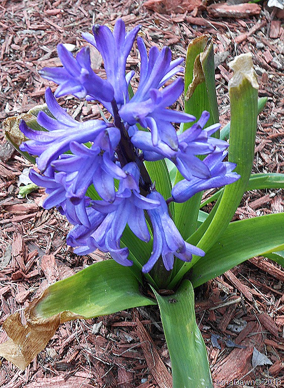 [Hyacinth1%255B7%255D.jpg]