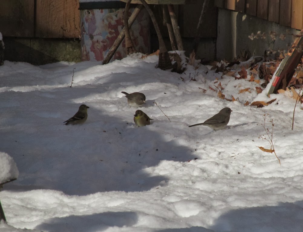 [goldfinches%2520and%2520juncos%2520picking%2520up%2520seeds%2520in%2520the%2520snow%255B5%255D.jpg]