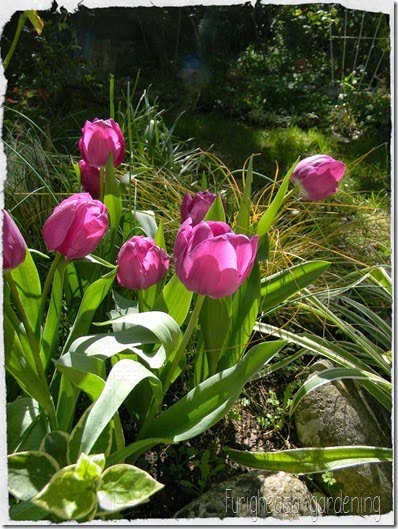 Tulipani Tulipani