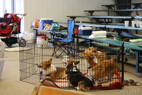 [20120609OhioCorgiPicnic728.jpg]