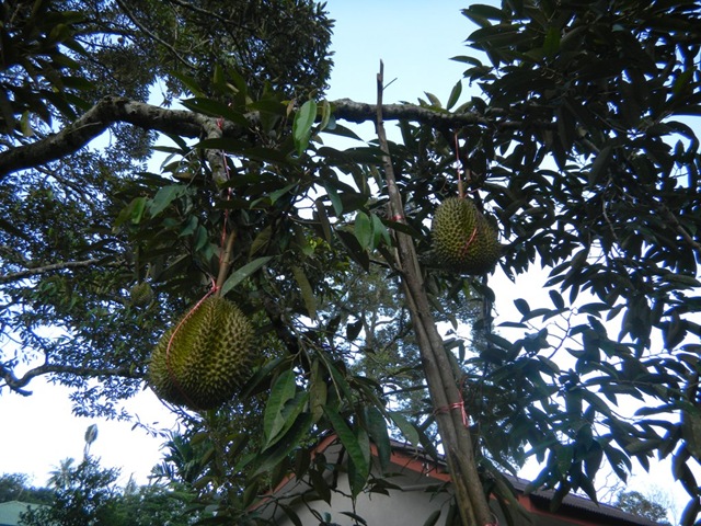 [durian%2520balik%2520pulau%25201%255B4%255D.jpg]