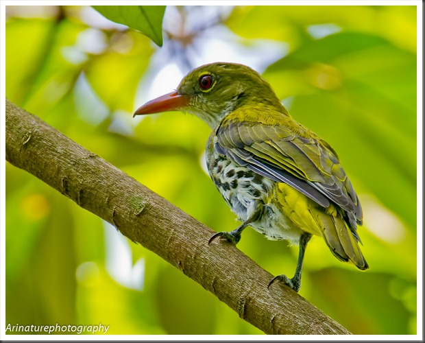 Dark-Throated Oriole4