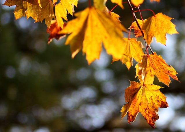 [102711_leaves%255B4%255D.jpg]