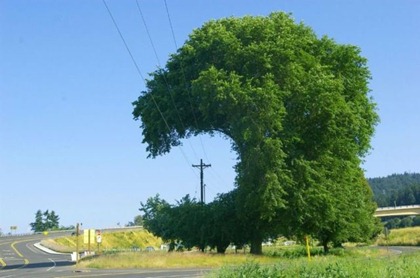 tree-grows-around-power-line-om-nom-nom
