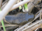 Close up of his head.