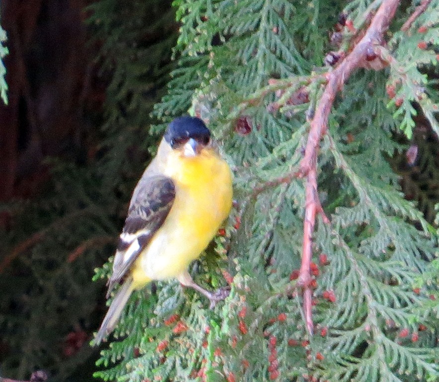 [male%2520am%2520goldfinch3%255B3%255D.jpg]